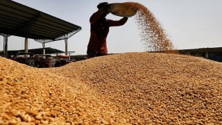 FAO: Küresel Tahıl Stokları 2026’da Rekor Seviyeye Çıkacak