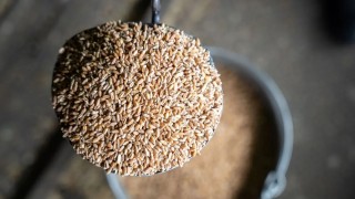 Hindistan Tarım Bakanlığı: Buğday üretimi 120,21 milyon tona çıkacak