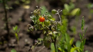 Hollanda: Karantina Nematodu Seralarda Yeniden Tespit Edildi