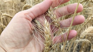 Kazakistan Birliği: Durum buğdayı ihracatı 5 ayda arttı