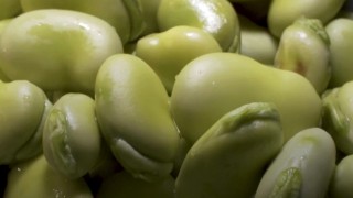 Leibniz Enstitüsü baklada soğuğa dayanıklılık genini buldu