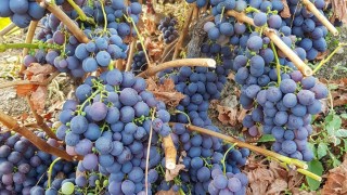 Mısır, 2025’te Finlandiya’nın en büyük taze üzüm tedarikçisi oldu