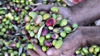 Pakistan’da Zeytin Sektörü Büyüyor, Üretim ve İhracat Artıyor