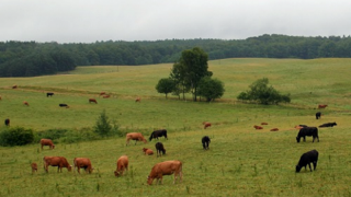 PIK: Afrika Meraları 2100’e Kadar %65 Azalabilir