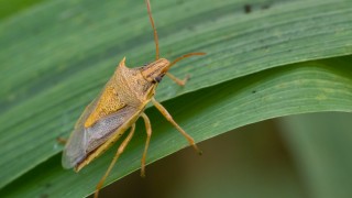 Pirinç üretimini tehdit eden zararlılara karşı umut veren gelişme!