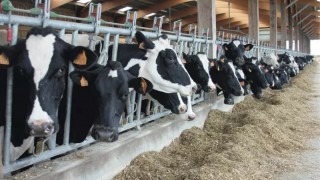 Reuters: İngiltere’de süt fiyatları sert düştü