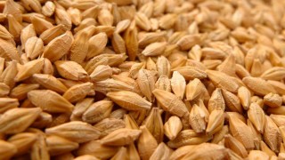 Reuters: Rusya’nın İran’a Tahıl İhracatı Durdu