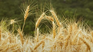Rusya Tarım Bakanlığı: Buğday İhracat Vergisi Sıfır Kalacak