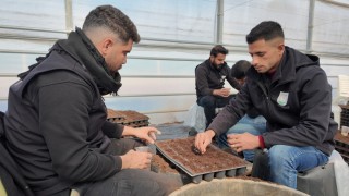 Şanlıurfa Büyükşehir 1 milyon sebze fidesi üretimine başladı