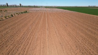 Şanlıurfa Büyükşehir Belediyesi Akçakale’de 20 Bin Çınar Üretiyor