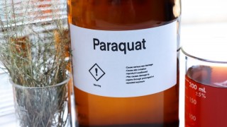 Syngenta, İngiltere’de Parakuat Üretimini Durduruyor