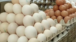 Tavuk Yumurtası Üretimi Yüzde 15,1 Arttı