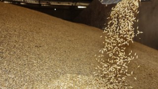 TMO 175 Bin Ton Yemlik Arpa İthalatı İçin İhale Açtı