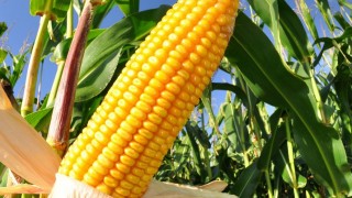 TMO 280 Bin Ton Yemlik Mısır İthalatı İçin İhale Açtı