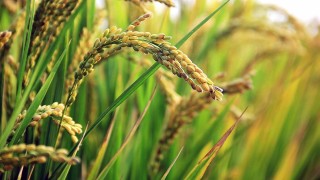 TMO 90 Milyon TL Çeltik Alım Ödemesini Üreticilere Aktardı