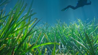 Türkiye İş Bankası’ndan deniz çayırları projesi