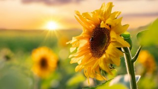 USDA: Ukrayna Ayçiçeği Hasadı Tahminini 11 Milyon Tona Yükseltti