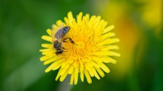 Wollongong Üniversitesi Dünya Arı Türlerini İnceledi