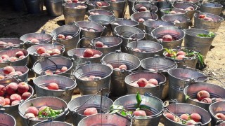 Würzburg Üniversitesi: Almanya’da ürün deseni değişecek