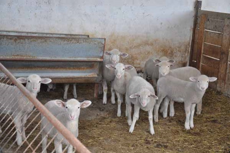 Önce köpekleri zehirlediler sonra da koyunları çaldılar