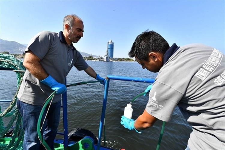 Vatozlar da İzmir Körfezine Döndü