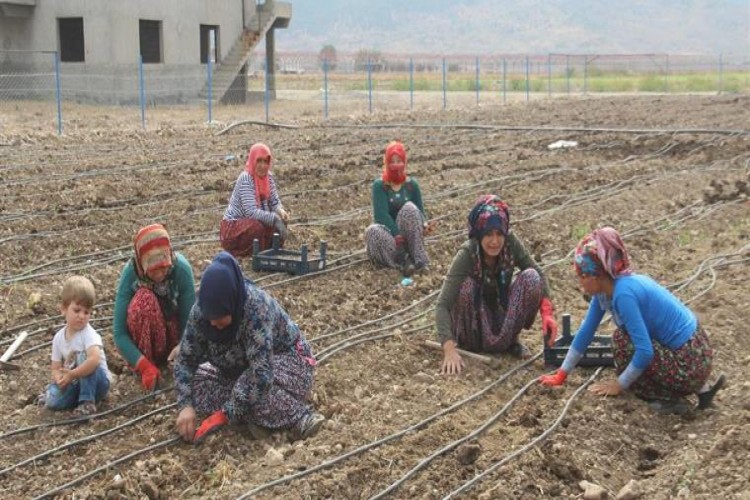 Dondurmanın Başkentinde Kadın Çiftçiler Salep Üretecek