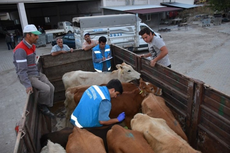 Pazarlar’da Genç Çiftçilere Adet Büyükbaş Hayvan Dağıtıldı