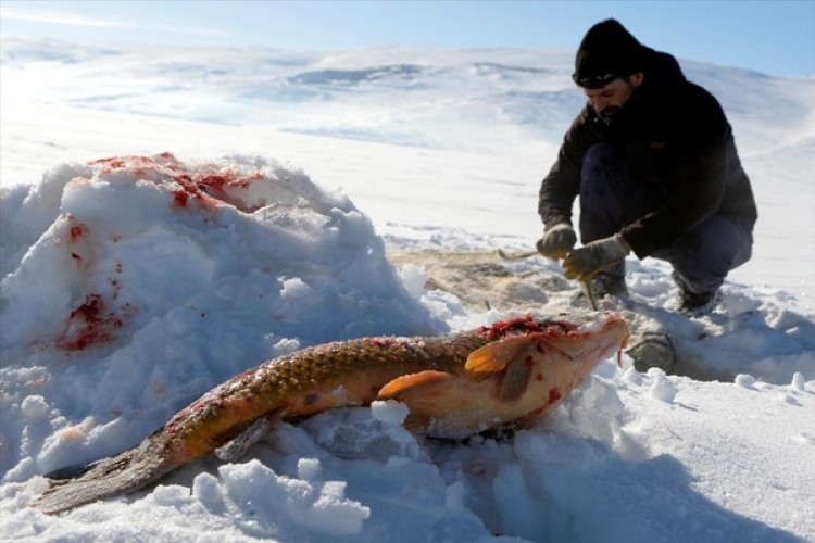 Eskimo usulü avcılıkta sezonun en büyük balığını yakaladı