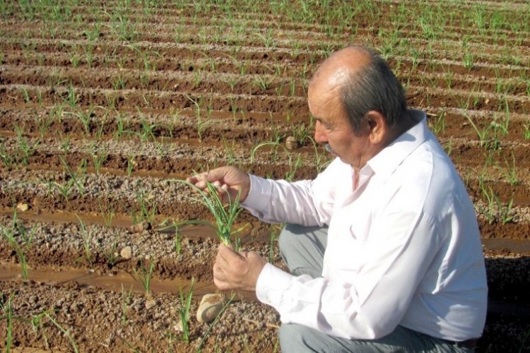 Meşhur Araban Sarımsağı İle Umutlar Da Yeşerdi