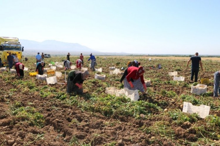 Niğde’de Turfanda Patates Hasadı Başladı