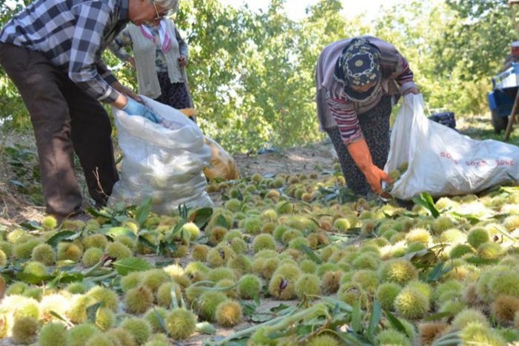 İriliği Ve Lezzetiyle Dikkati Çeken Buldan Kestanesinin Hasadı Başladı