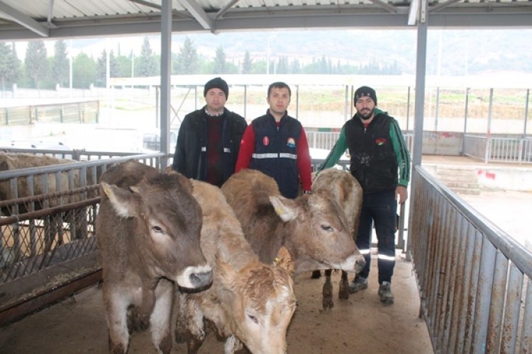 Genç Çiftçilere Proje Kapsamında Büyükbaş Hayvan Teslimi Yapıldı