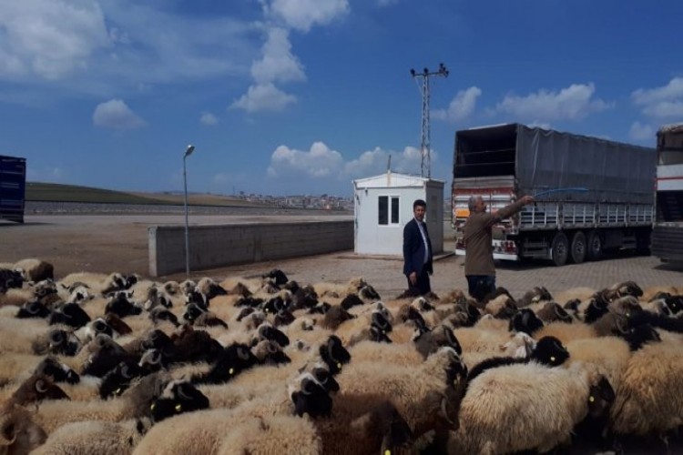 Van’dan Katar’a 30 Yıl Sonra Küçükbaş Hayvan İhracatı