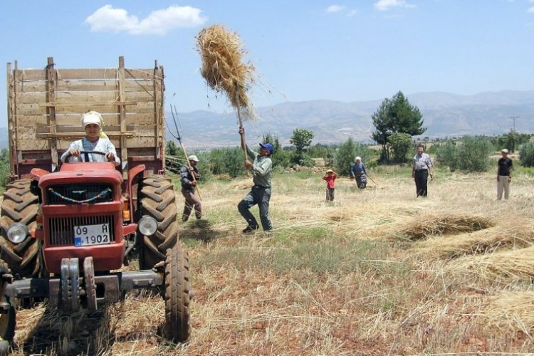 Gençler Tarımdan Kaçıyor, Çiftçilerin Yaş Ortalaması 58’e Yükseldi