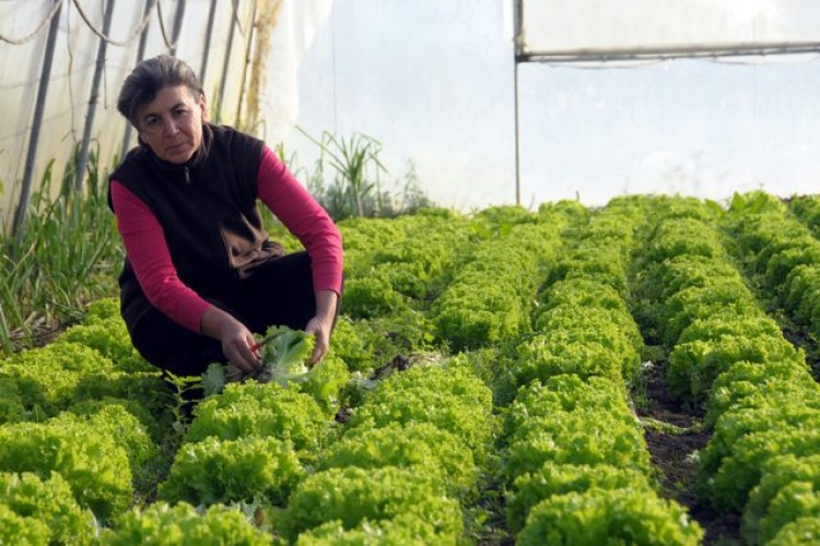 İş yerini kapatıp köye yerleşti, seralar kurdu