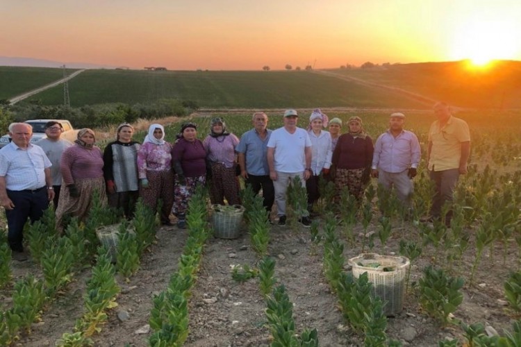 Manisalı Tütün Çiftçilerinin Gece Mesaisi