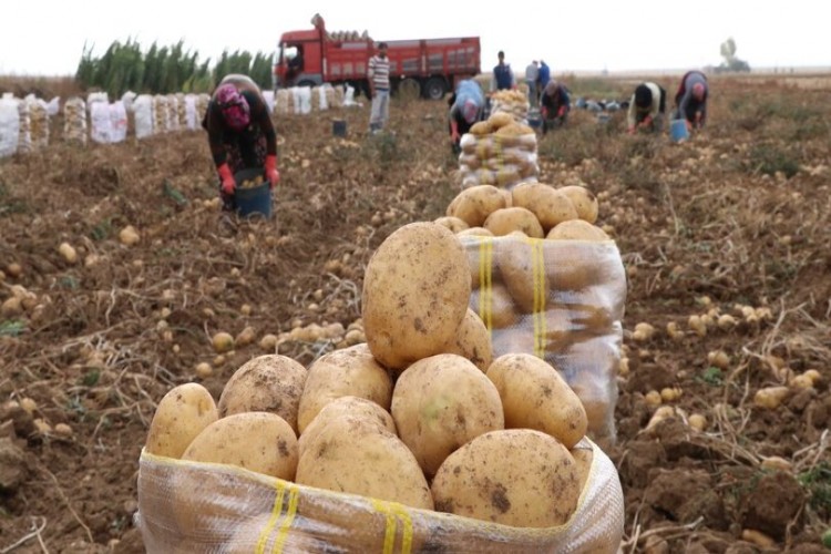 Bir Kilo Patates 25 Liraya Kadar Yükseldi