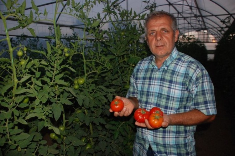 Tokat domatesi tarlada sezonu 1.70 liradan açtı