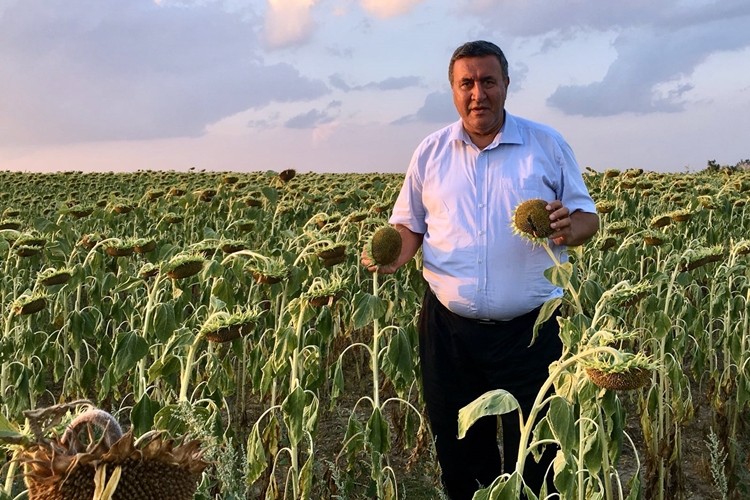 Gürer: Çin’den İthal Edilen Ayçiçeği Üreticiyi Vurdu