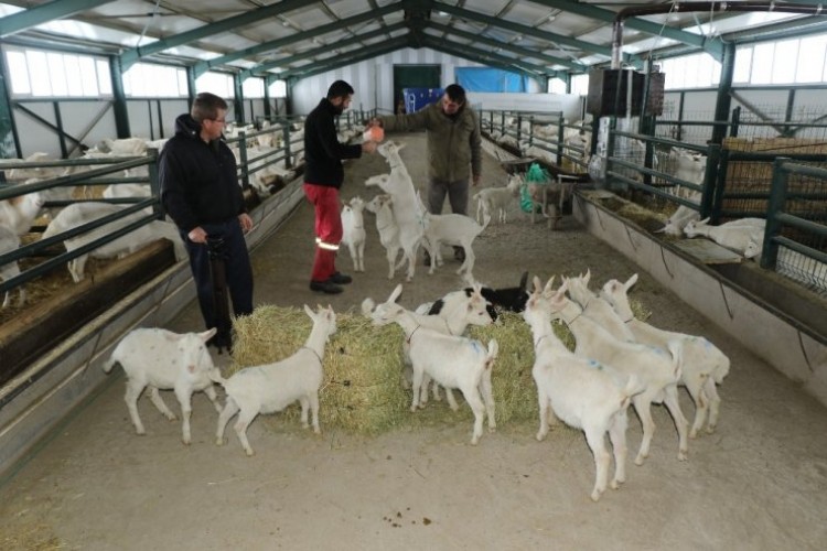 Kravattan sıkıldı, keçi çiftliği kurdu