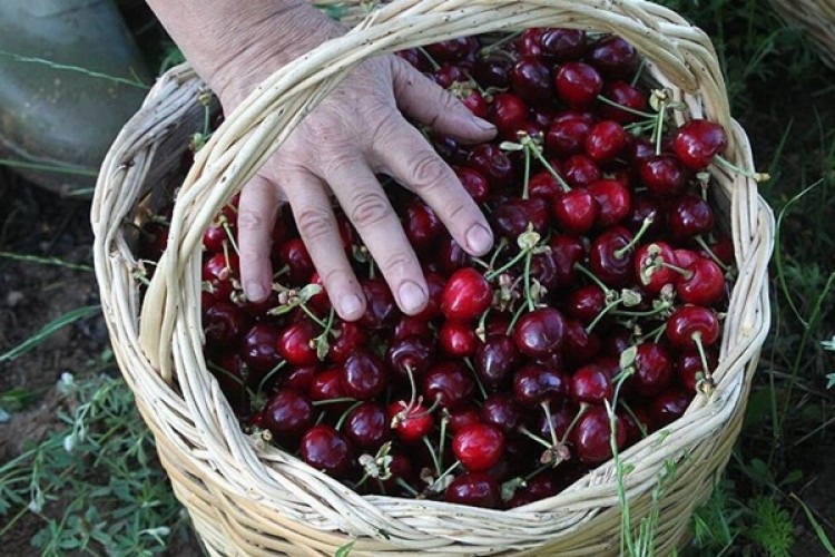 Türkiye'nin Çin'e Kiraz İhracatının Önü Açıldı