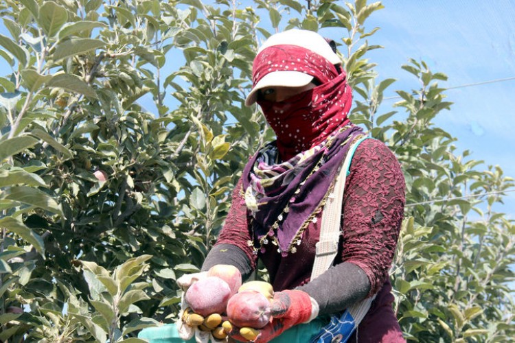 Niğde'de Bodur Elma Hasadı Başladı