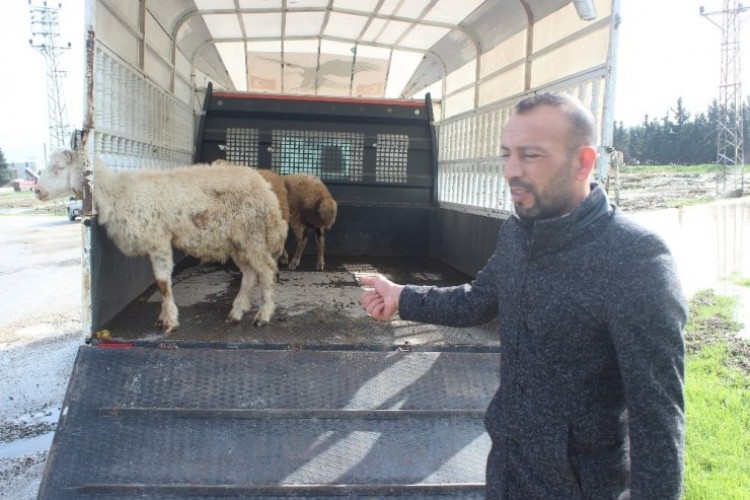 Hatay’da sele kapılan hayvanlar telef oldu