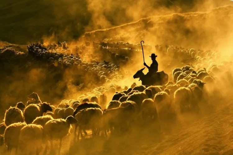 Sürülerin, Nemrut Dağı'na tozlu yolculuğu