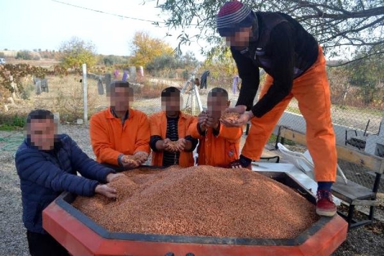 Milli Tohum İçin Hükümlüler 80 Dekar Alana Arpa Ekti