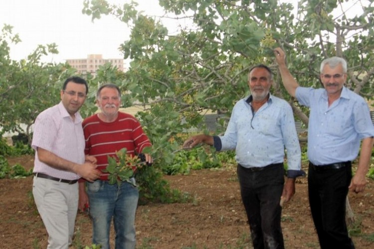 300 Bin Dekar Alan Üzerinde Yetişen Siirt Fıstığı Dünya Pazarında Yer Alacak