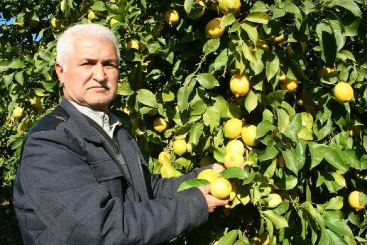 İhracat Durdu! Limon dalında kaldı