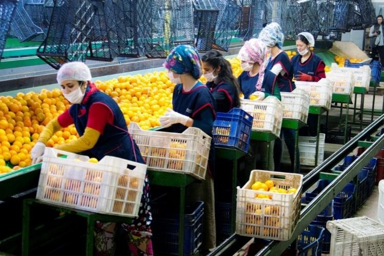 Tarım İhracatçısına 200 Milyon Dolarlık Destek