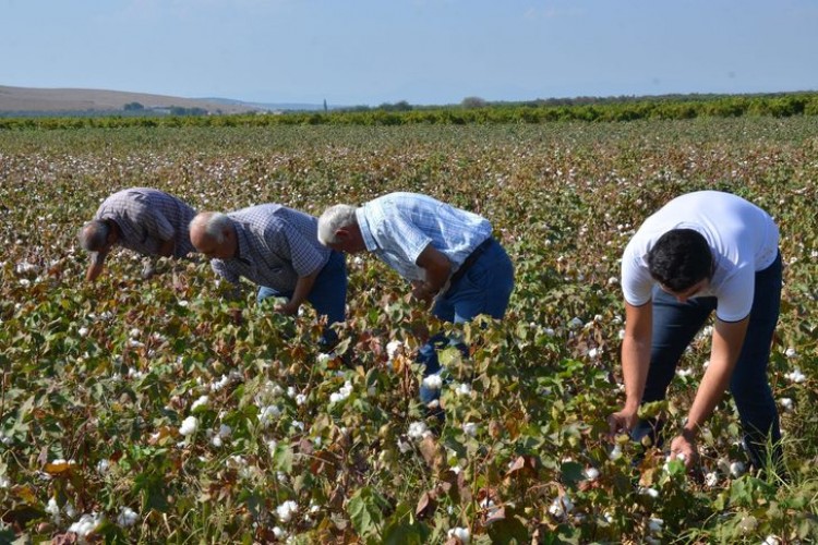 Manisa Ovasında Bu Yılın İlk Pamuk Hasadı Yapıldı