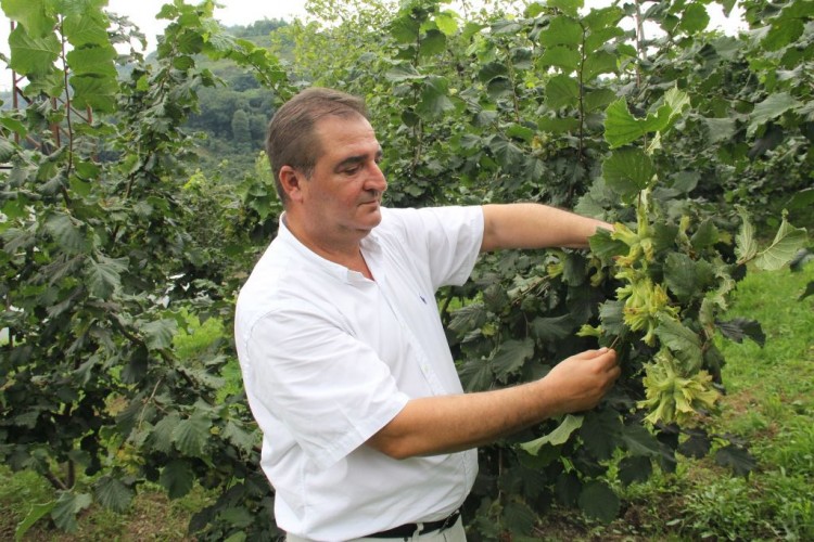 Fındık Ve Çay Da Ciddi Sıkıntılar Olabilir